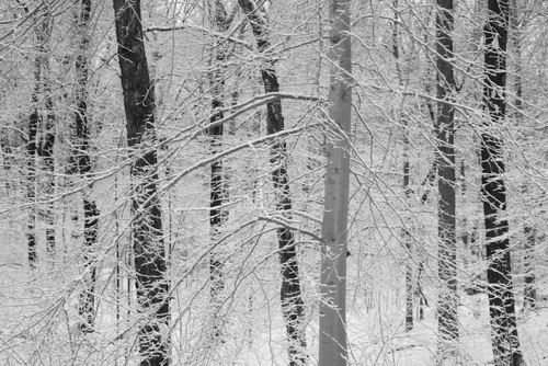 American Beech Reeves-Reed Arboretum Union County New Jersey (SA).jpg